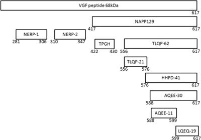 Could VGF and/or its derived peptide act as biomarkers for the diagnosis of neurodegenerative diseases: A systematic review